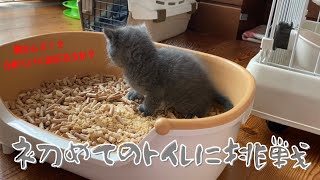 【保護猫】子猫が生まれて初めてのトイレに挑戦