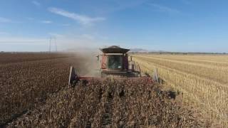 California Sunflower Harvest 2016