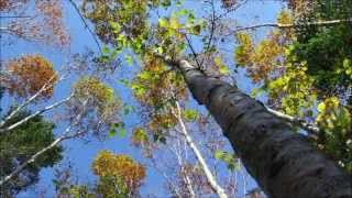 紅葉の北八ヶ岳蓼科 白駒池～白樺湖～車山～八島湿原