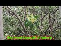 সুন্দরবনে প্রথম বর্ষার বৃষ্টি।the first monsoon rains in the sundarban। beauty of the rain.পর্ব 33