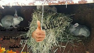 جبت حيوان جديد🤔 المزرعة مع وجبة الخروفة🐏 ورؤية الكتاكيت 🐣 كم صار حجمها🐤
