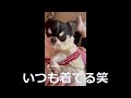 おばあちゃんが作ってくれた服で母ちゃんの背中でくつろぐ犬　１月２９日