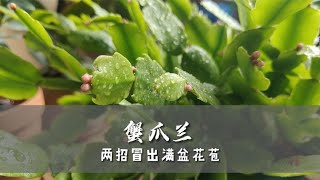 蟹爪兰不开花？做好这两点，一周冒出满盆花苞，养养就爆花！