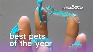 Funniest Pets 🐶 Dogs and 😻 Cats - Awesome Funny Pet Animals Videos 2020