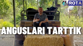 ANGUSLARI TARTTIM 3 AYDA KAÇ KİLO ALMIŞLAR