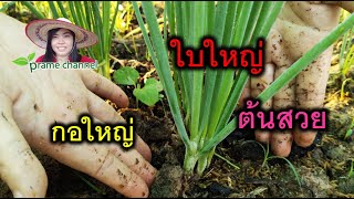 ปลูกหอมให้งาม ใบใหญ่ ต้นสวย แตกกอใหญ่ เก็บไว้ทานได้ตลอดไป #เกษตรอินทรีย์ #prame channel