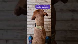 Amenintari cu vecinul de la parter?! 😱😅 #viatacubuddy #razvan_baicoieanu #shortsviral #romania #dog