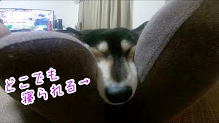 柴犬に寝起きドッキリをしてみたら、まさかの寝姿でした...。