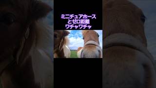 ミニチュアホースの赤ちゃんとワチャワチャ体験してみた件　#shorts #おもしろ動画 #funnyvideo #おしゃべりひろゆきメーカー #おひさま牧場　#ミニチュアホース　#とねっこ