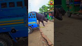 কতো বড় মহিষ 😱😱🇧🇩😱#buffalo #trending #shorts #short #video #animals #viralvideo😱😱 #share #shortvideo