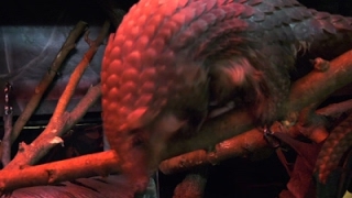 Illinois Zoo Exhibits Endangered Pangolin