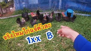 ไก่แจ้ สีเบญจรงค์หนุ่มสาวเริ่มต้นตัวละ ร้อยบวกนิดๆ