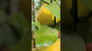 rooftop garden/heavy fruiting #rooftop #garden #shorts #citrus #plants #fruit #gardening  #nature