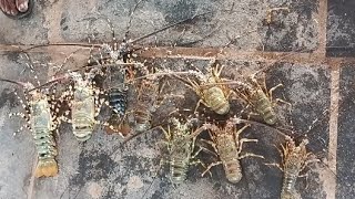 பணக்காரர்கள் மட்டும் சாப்பிட கூடிய சிங்கி இறால்🍤🦞 ஏலக்கூடத்தில் ஏலம் விடுவதைப் பாருங்கள்