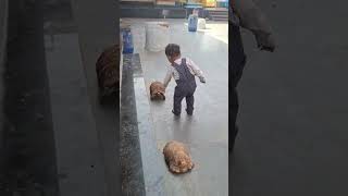 ప్రతి ఇంట్లో తాబేలు ఉండాలి#trending #cutebaby #pragnyan#ytshorts #viralvideo#youtubeshorts#tortoise