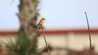 ♪鳥くん野鳥動画（千葉県船橋市三番瀬）モズ20201020 6Z3A1220