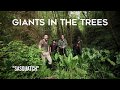 Giants in the Trees - Sasquatch (Official Video)