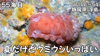 【ダイビング】静岡県浮島ビーチ　夏の浮島ナイトでウミウシいっぱい！　（’１９年９月　５５海目）