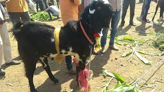 MALE AND FEMALE GOAT 81 Kg Goat JAMUNAPARI  CROSS BREED And Other Breeds Of Goat