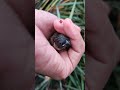 @Home: Trimming Bamboos #bird #bambooforest #nest #bamboonest #naturesound #naturelover