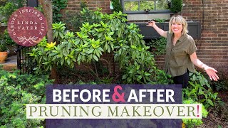 GARDEN MAKEOVER: Shrub Transformation! #pruning