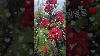 임영웅 ❤️ 일편단심 민들레야 #트롯트