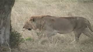 ケニアの野生動物