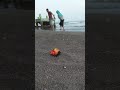 dua sejoli ini sedang asik main dipantai tau tau kaget ada kelomang usil shorts kelomang crabs