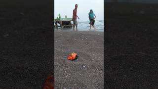 dua sejoli ini sedang asik main dipantai,tau tau kaget ada kelomang usil #shorts #kelomang #crabs