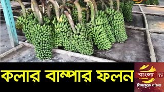 খাগড়াছড়িতে কলার বাম্পার ফলন