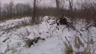 Easy Tip: Beaver Hut/Lodge Identification in the Winter