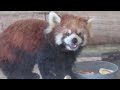 ヒノトントンzoo レッサーパンダ ラテくんのリンゴタイム