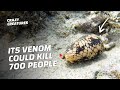 You Won’t Believe What the Most Venomous Animal in the World Is