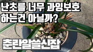 과잉보호가 춘란을 망친다