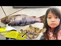 Sedih Ikan Koi, Kura Sulkata & Burung Pleci Mati Semua Sad Koi Fish, Sulcata & Pleci Birds All Dead