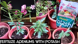 Use this fertilizer fortnightly to increase blooms in your adeniums | The Practical Gardener