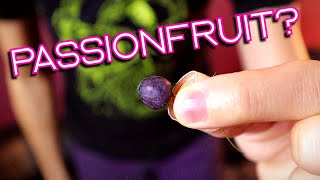 a very small passionfruit. (Passiflora lutea) - Weird Fruit Explorer