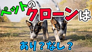 ペットのクローンってあり？なし？【WoWキツネザルの猫や犬に関する雑学】