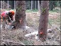 kácení stromů motorovou pilou husqvarna 562 xp těžba dřeva chainsaw husqvarna 562 xp