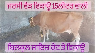 ਜਰਸੀ ਵੈੜ ਜਾਇਜ਼ ਰੇਟ ਤੇ ਵਿਕਾਊ।Cow for sale #kisani kitta #viral #viralvideo