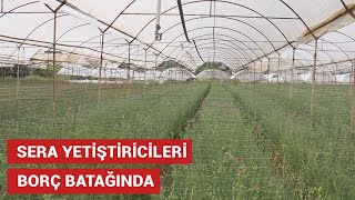 Sera yetiştiricisi borç batağında