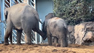 子育ては大変だったね～今年もウタイちゃんお疲れ様～【2022年12月28日】【上野動物園】