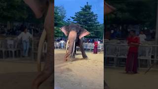 කාවඩි තාලෙට නටන සිංහ රාජා යුවරජ|Sinha raja #elephant #tusker #shots #video #sinharaja