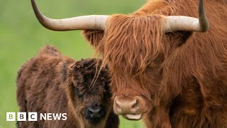 The smart collars keeping cows penned in - BBC News