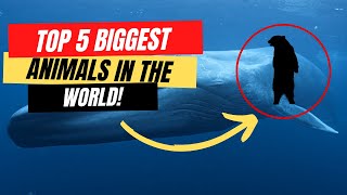 Top 5 Biggest Animals In The World! #shorts