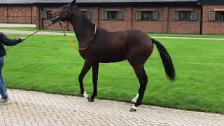 Galileo Gold - Race In Focus - FOR SALE