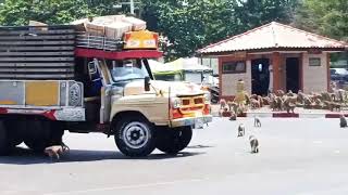 Ngeri! Ratusan Monyet Membuat Kehebohan Dengan Memenuhi Jalanan Kota