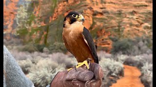 Falconry: What is a Taita falcon really?