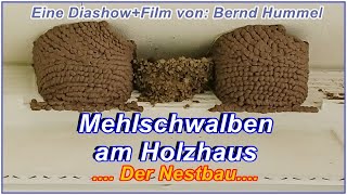 Mehlschwalben am Holzhaus, Nestbau 2018   HD1