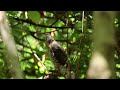 鳳頭蒼鷹 crested goshawk 與黑枕藍鶲 black naped monarch